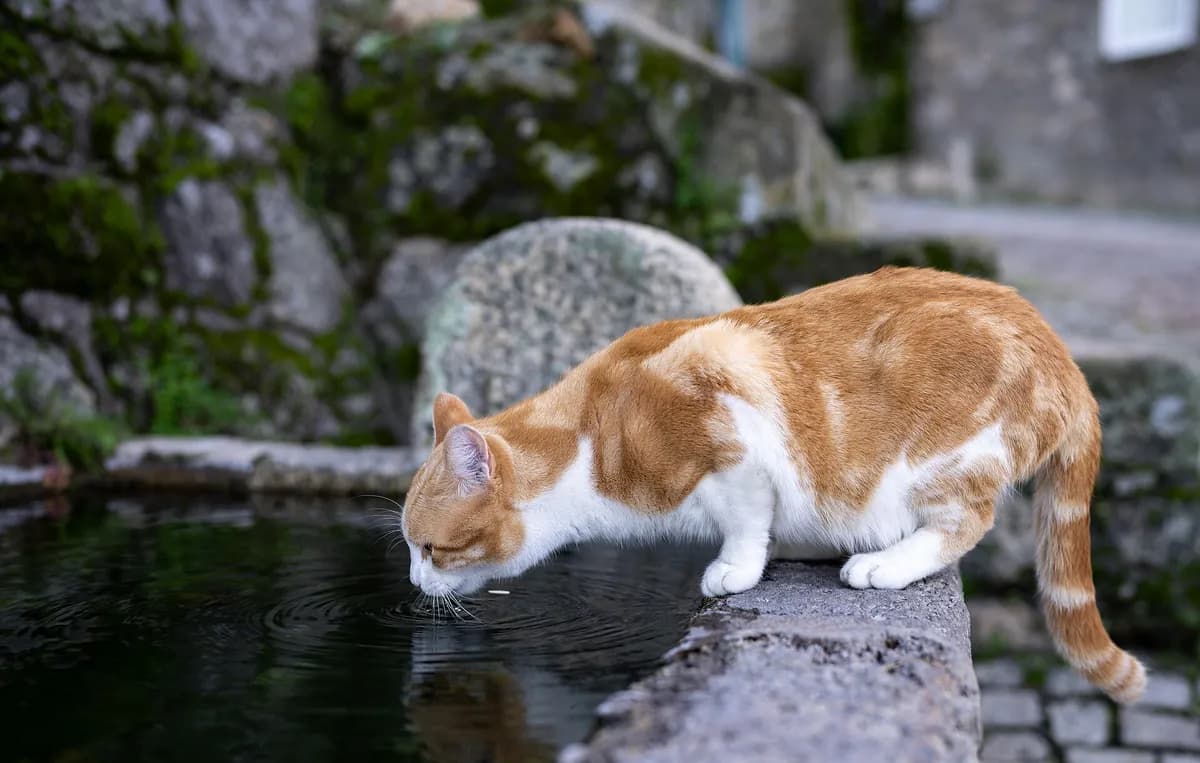 A ginger and white cat drinking from still water outdoors