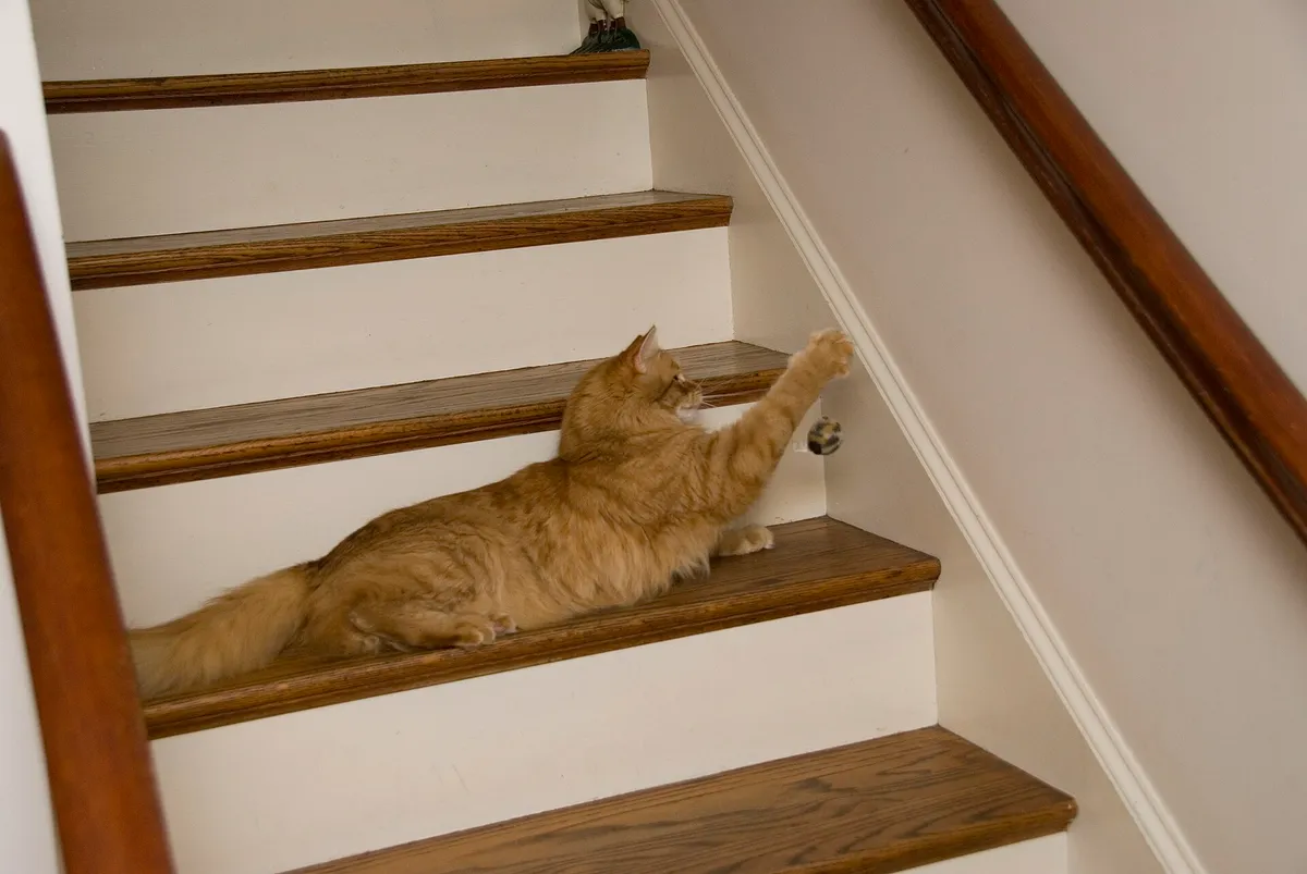 A cat actively solving a wooden puzzle feeder with its paw
