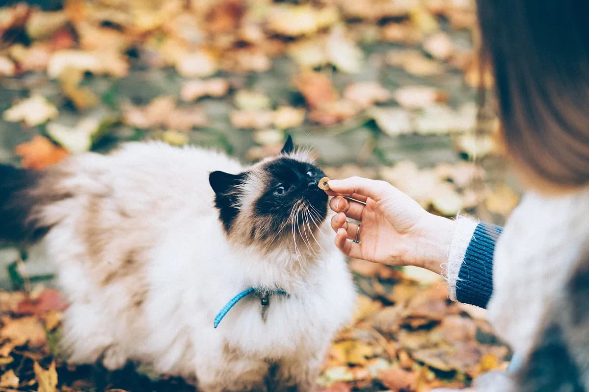 An owner giving a small crunchy cat treat to a waiting cat