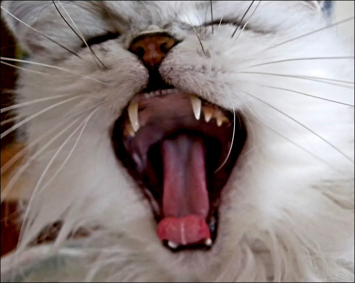 An owner demonstrating cat finger toothbrush usage on a relaxed feline