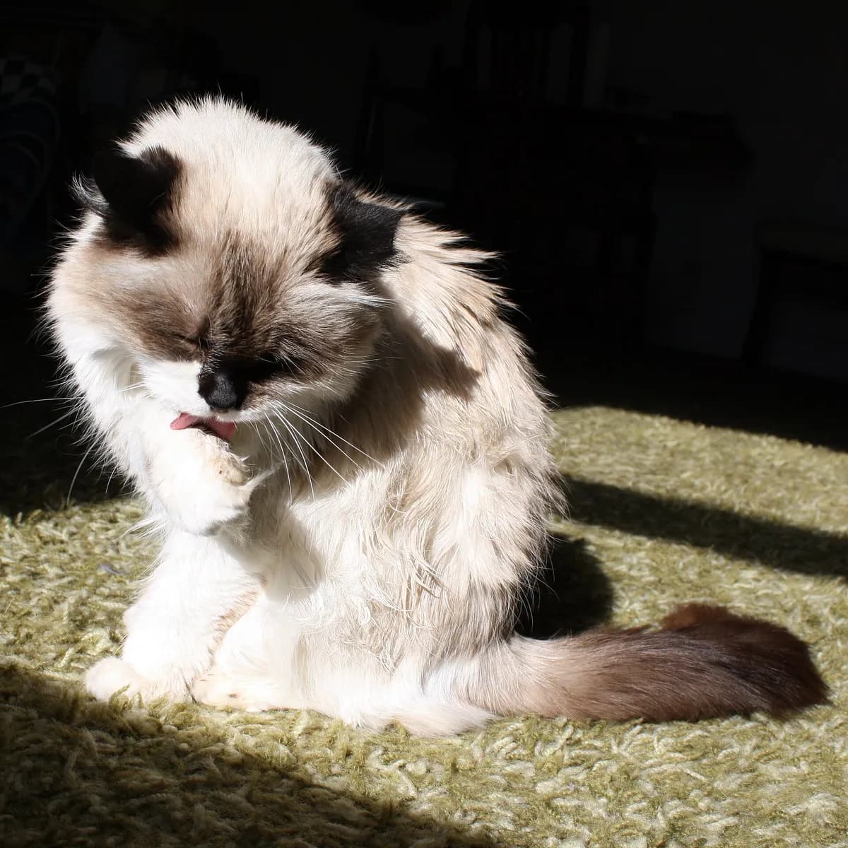 A cat sitting calmly after grooming its fur in a sunny spot