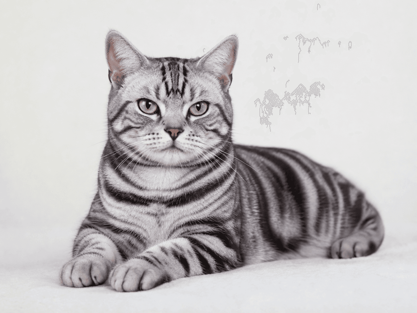 American Shorthair cat