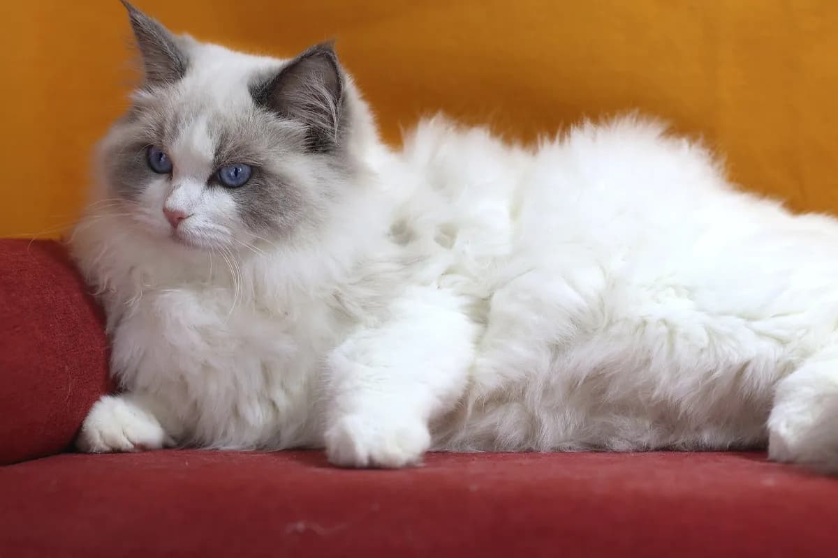 Ragdoll cat