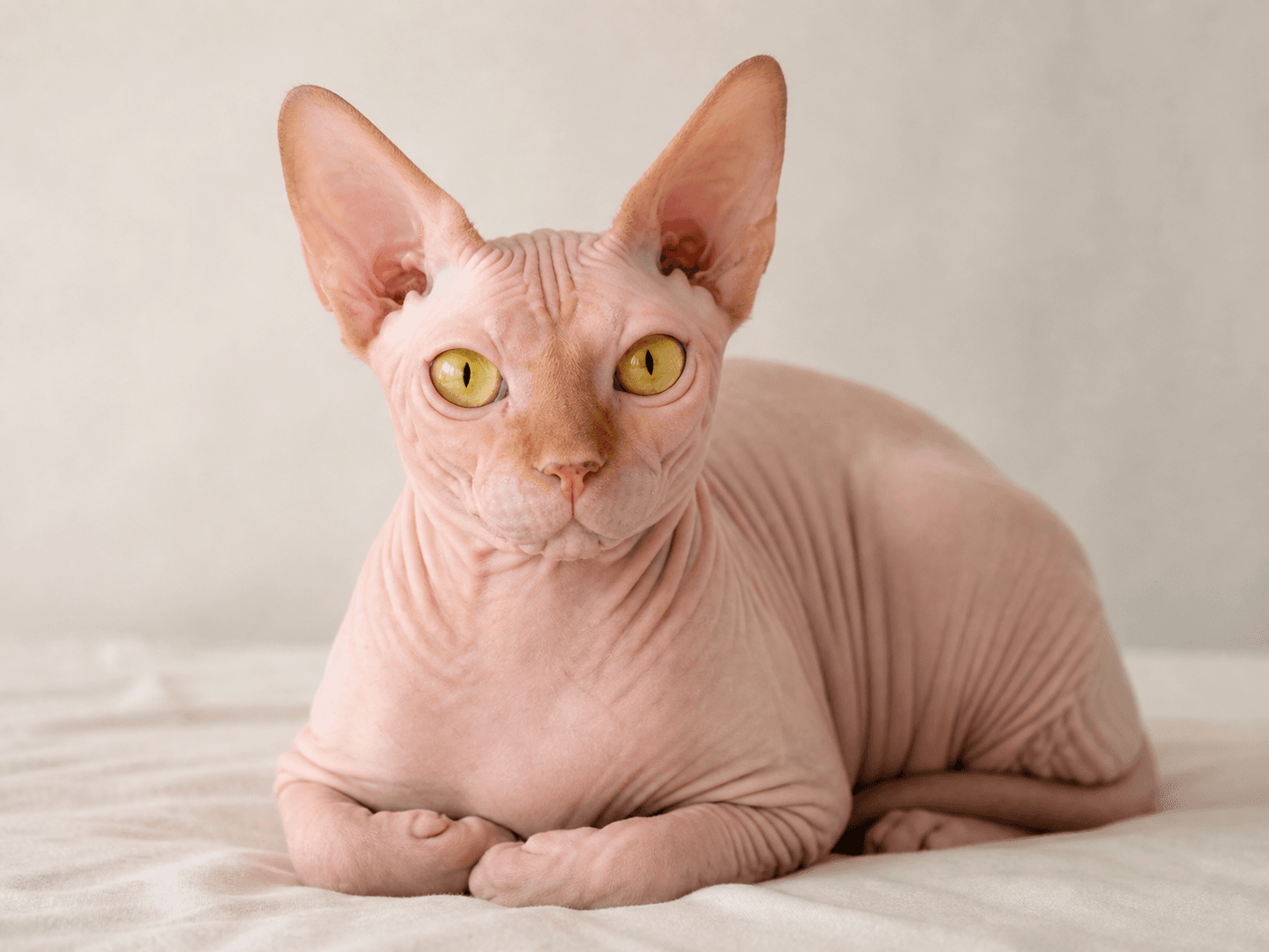 Sphynx cat