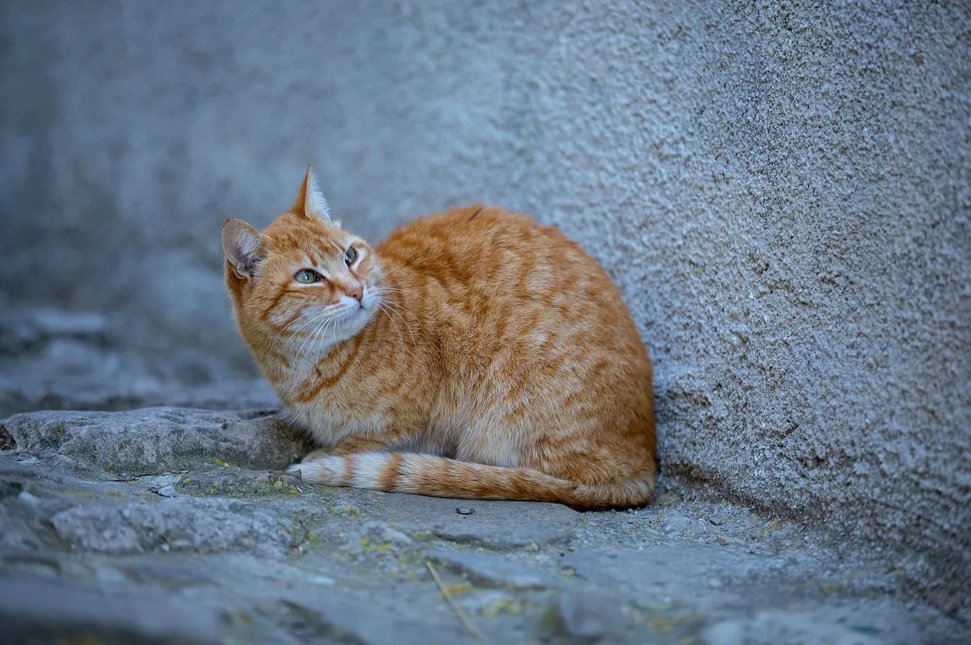 A ginger cat sitting calmly on warm stone, looking into the distance